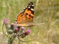Schmetterling im Harz
